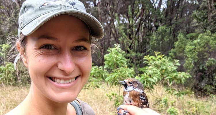 Amanda Navine with a Hawaiʻi ʻelepaio during bird banding in Volcanoes National Park, Sept. 8, 2021. (Courtesy photo)